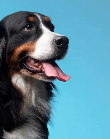 CLEAN OFFICES, HAPPY PETS: HOW CAN YOU MAINTAIN A SPOTLESS PET-FRIENDLY WORKPLACE?